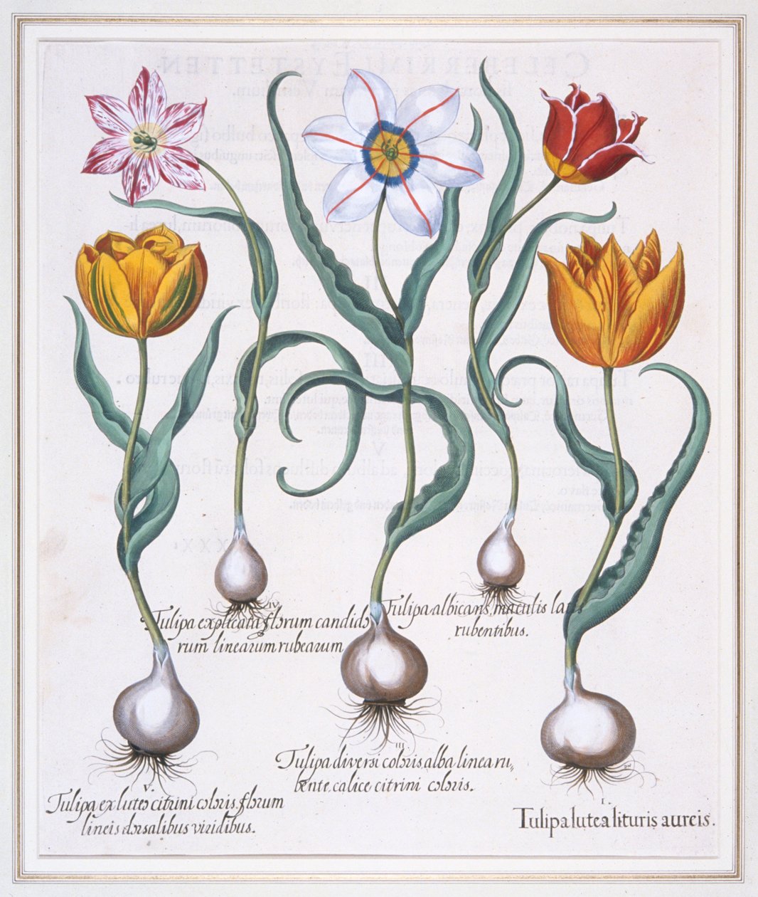 Tulipa Lutea Golden Liturgy, tulipa amarela quebrada tipo sylvestris, 1613 de Basil Besler