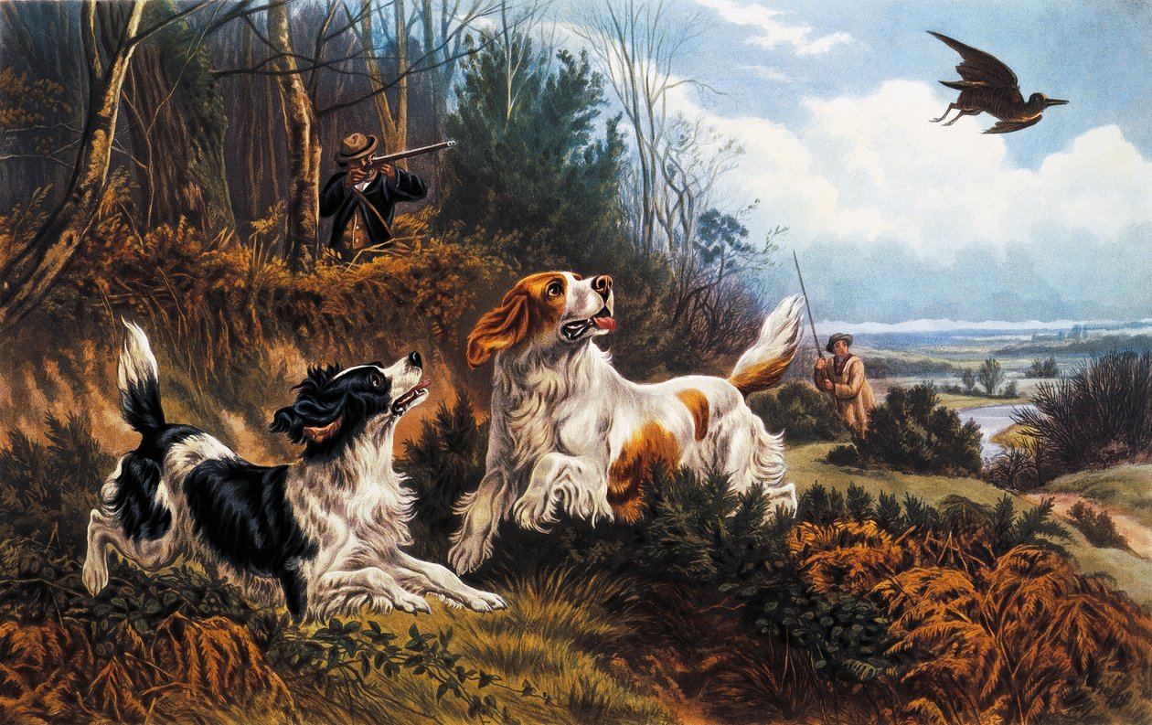 Caça ao galo da floresta de Basil Bradley