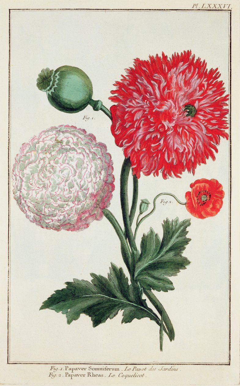 Papaver somniferum e Papaver rheas gravados pela Escola Alemã do século XVIII de Basilius Besler