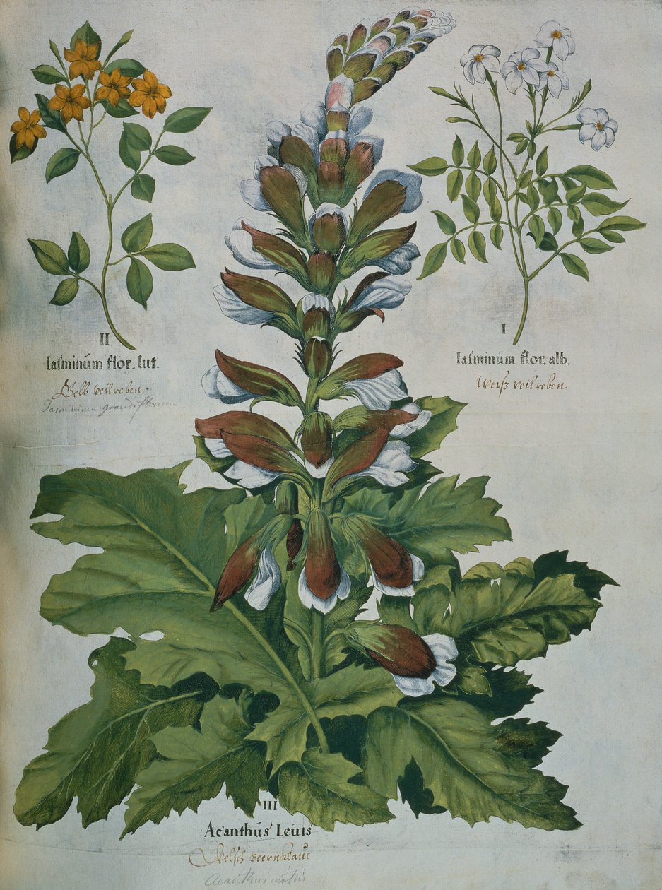 Uma folha de Hortus Eystettensis de Besler (gravura colorida) de Basilius Besler