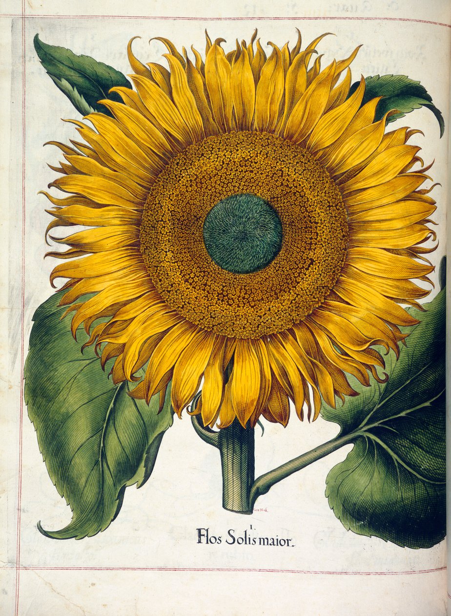 Um girassol (flos solis maior), de 