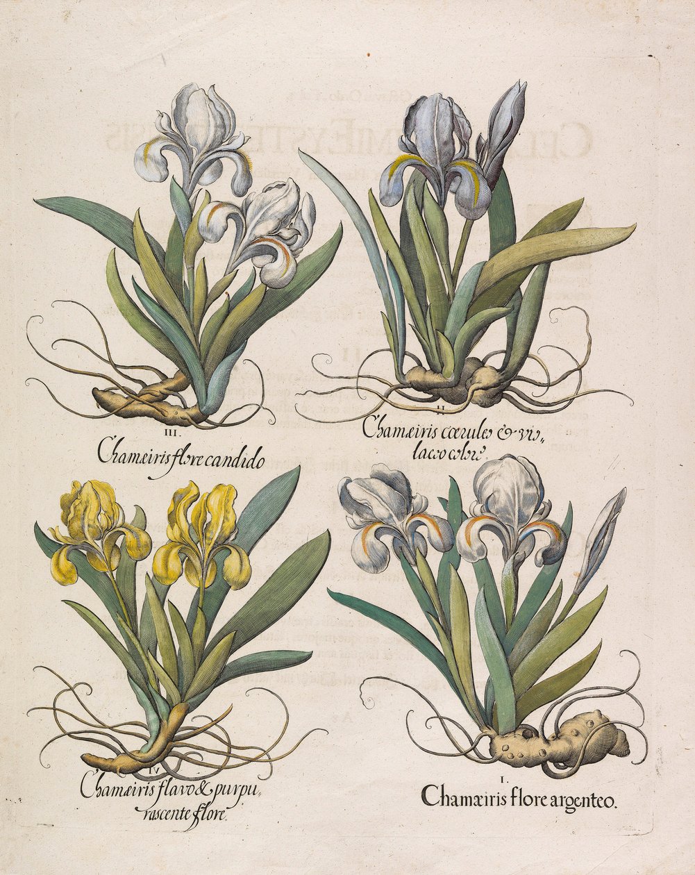 Chamaeiris bloom, 1613. de Basilius Besler