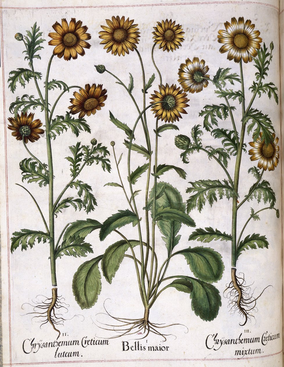 Crisântemo, de "Hortus Eystettensis de Basilius Besler
