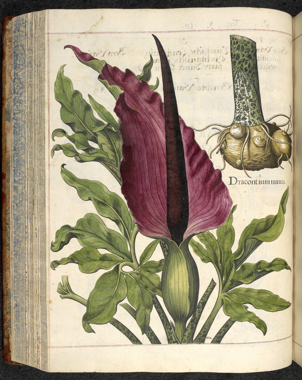 Dracontium Maius, ilustração de 