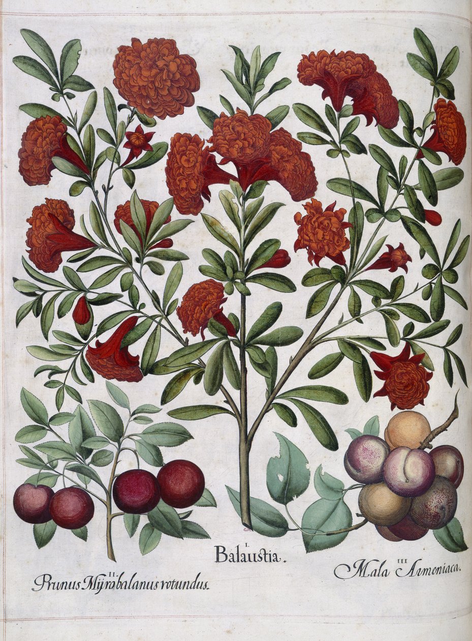 Fruta, de 