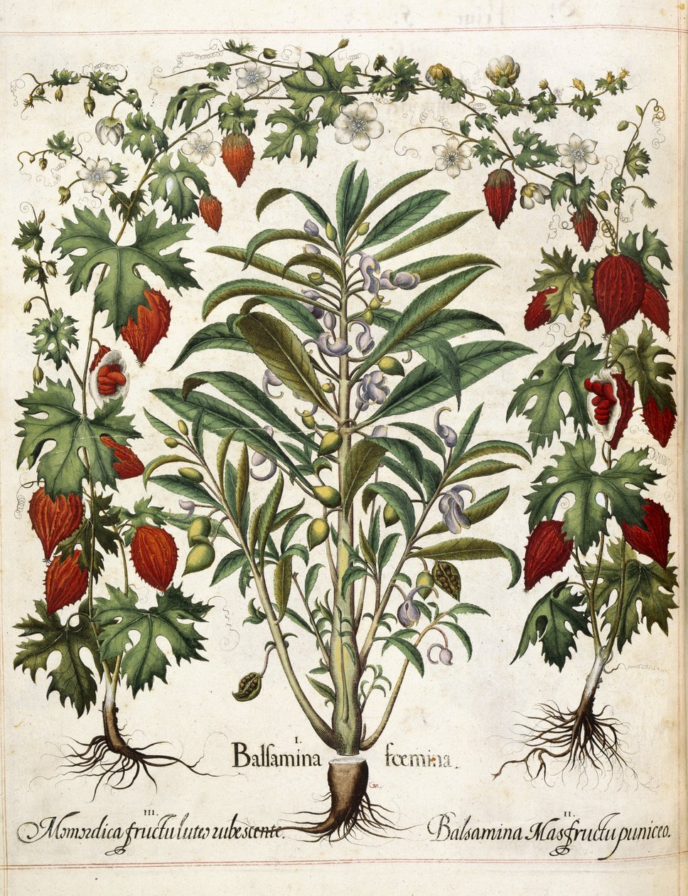 Plantas frutíferas, de 