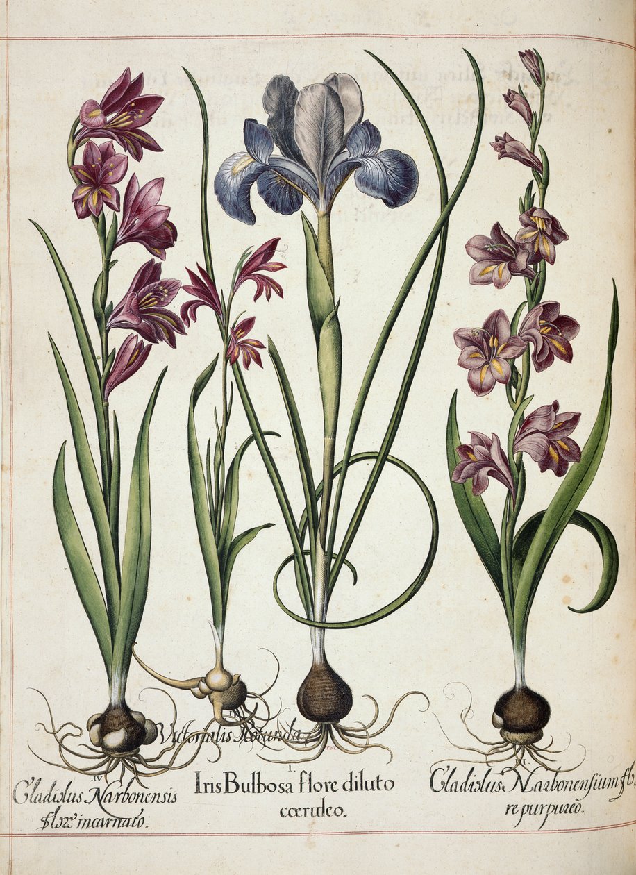 Gladiolus e íris, de 