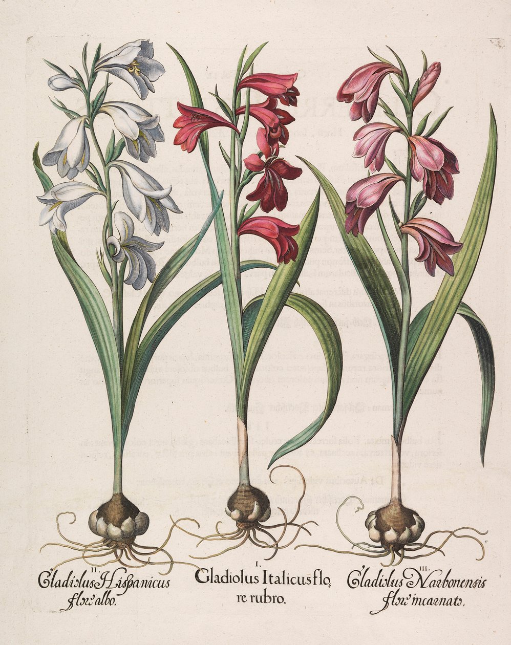 Gladiolus communis flor vermelha de 1613. de Basilius Besler
