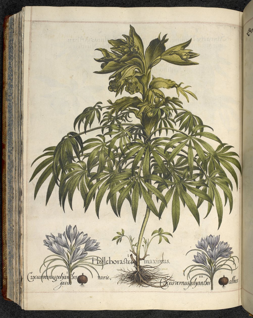 Helleborus, ilustração de 
