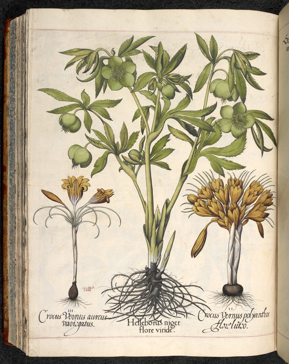 Helleborus niger, Crocus vernus, de Hortus Eystettensis, de Basilius Besler de Basilius Besler
