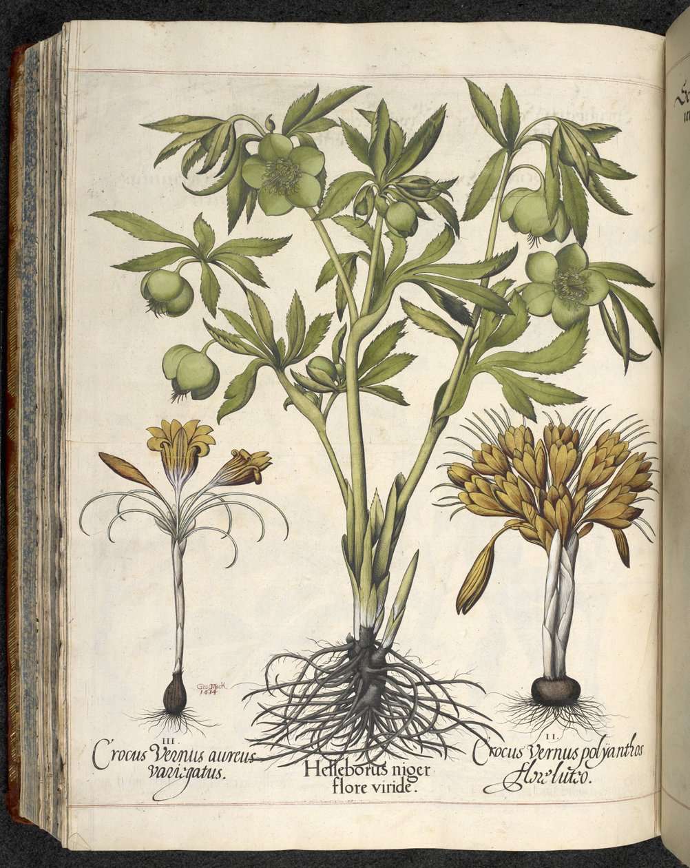 Helleborus niger, Ilustração de 
