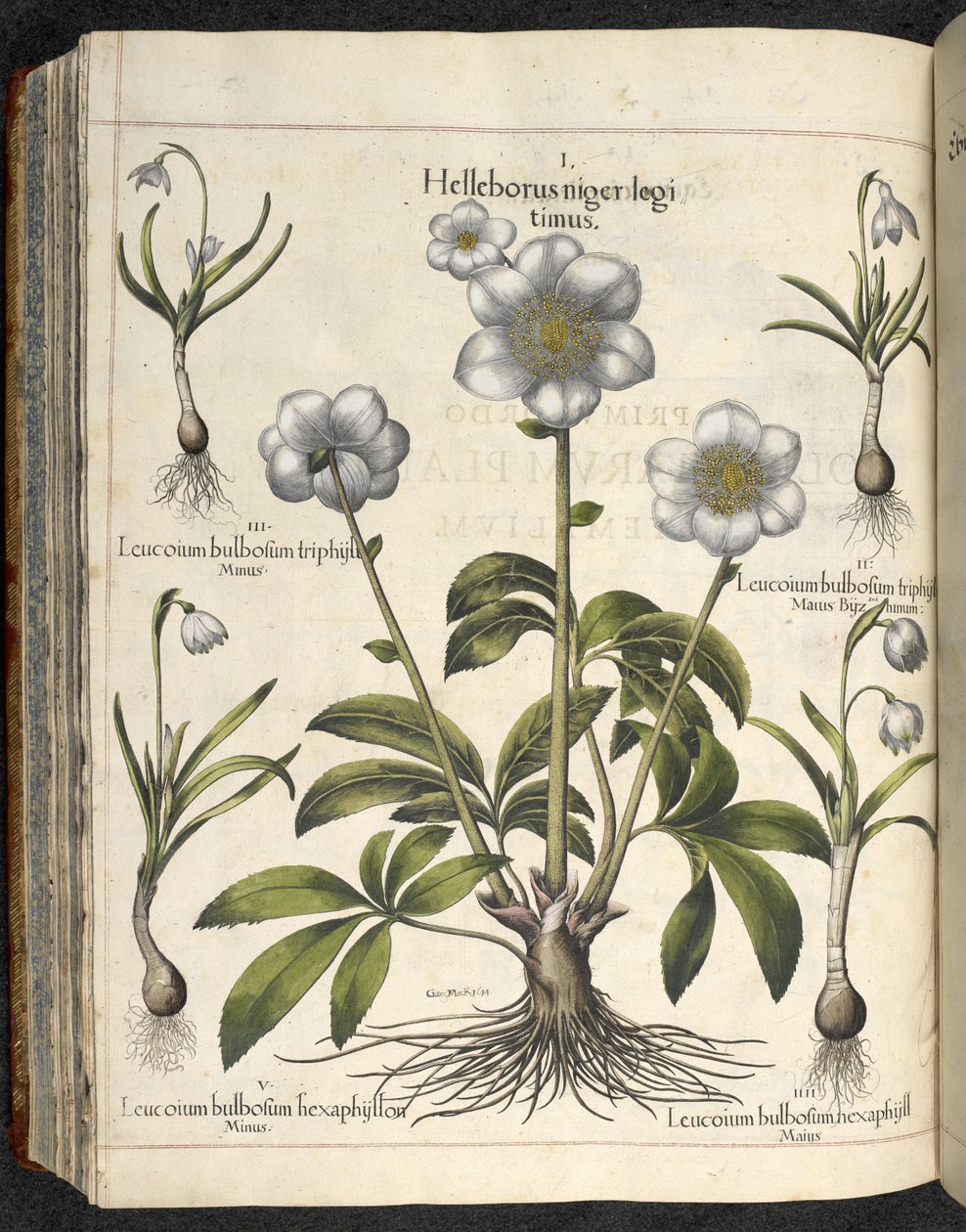 Helleborus niger, Ilustração de 