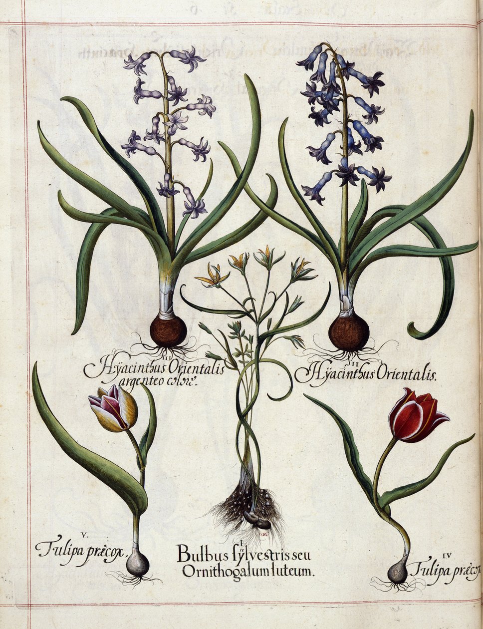 Jacinto e tulipa, de 