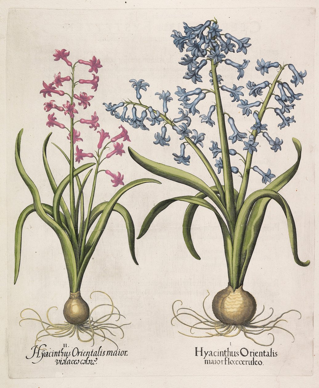 Hyacinthus orientalis, 1613. de Basilius Besler