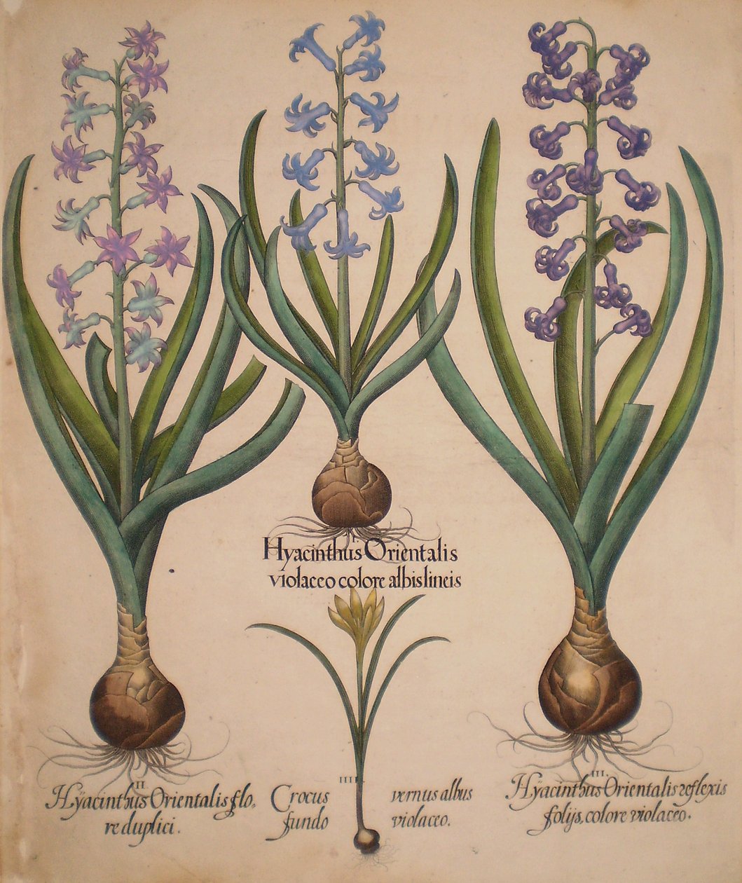 Hyacinthus orientalis floreduplici-Hyacinthus orientalis violaceo albislienis-Crocus vernus albus fundo violaceo-Hyacinthus orientalis reflexis folys colore violaceo de Basilius Besler