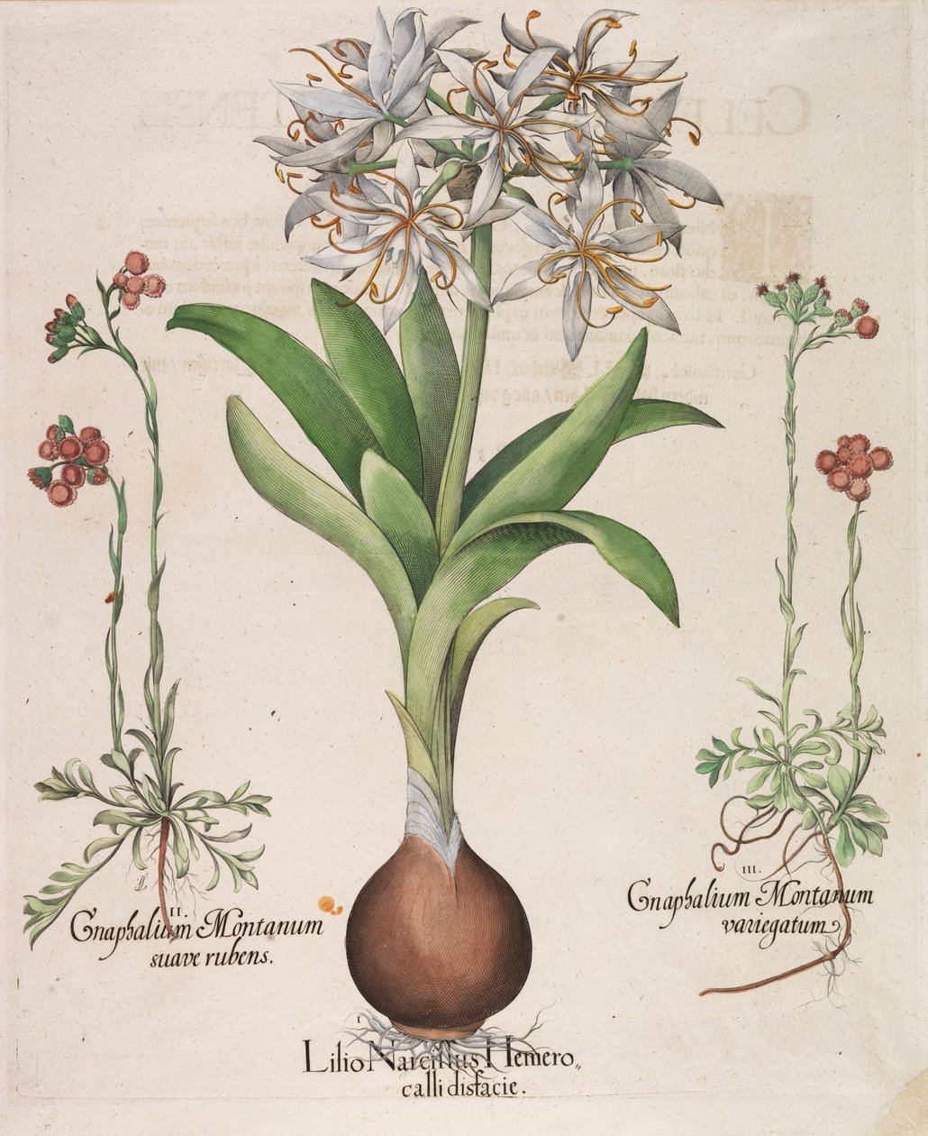 Narciso, lírio, Hemerocallis de 1613. de Basilius Besler