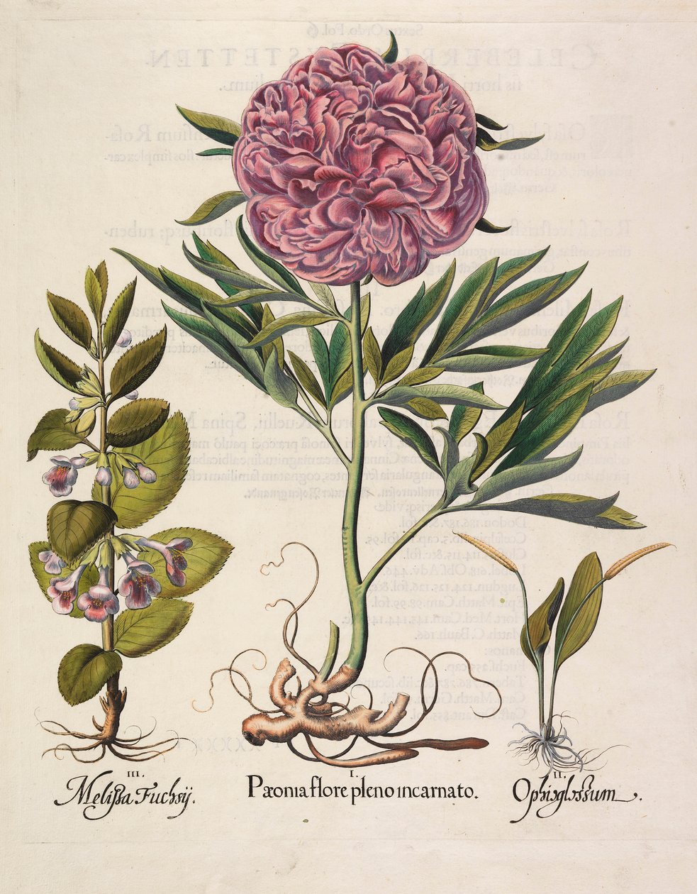 Apesar plena floração de 1613. de Basilius Besler