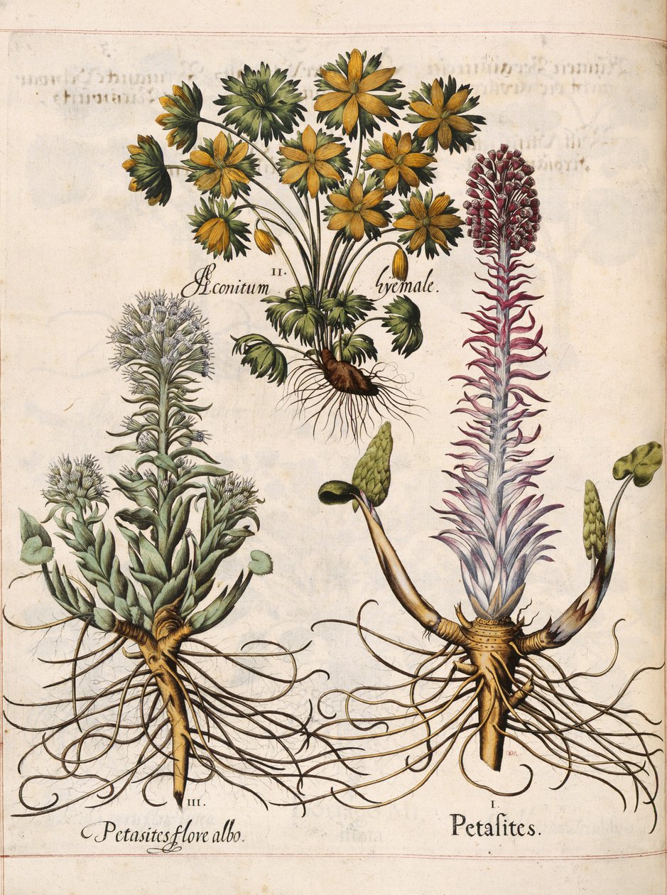 Petasitas, de 