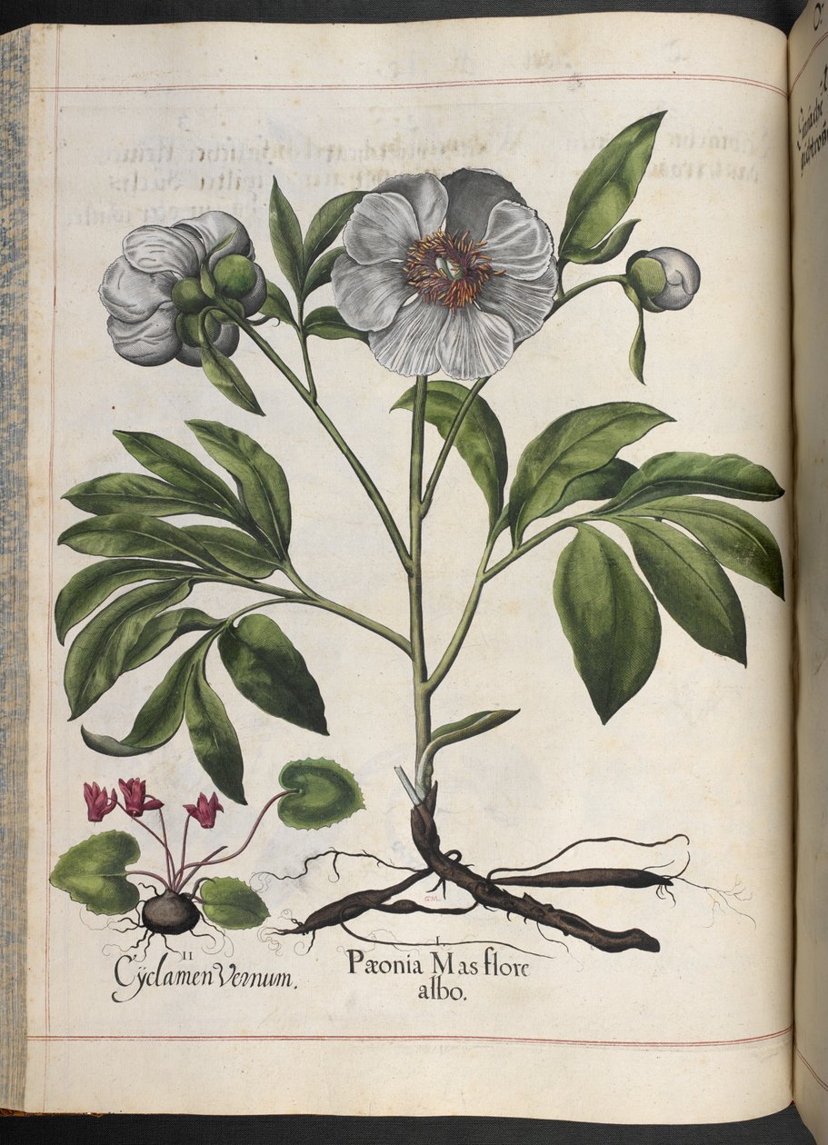 Placa 106: Cyclamen Vernum, Paonia Mas flore albo, de Hortus Eystettensis, de Basilius Besler de Basilius Besler