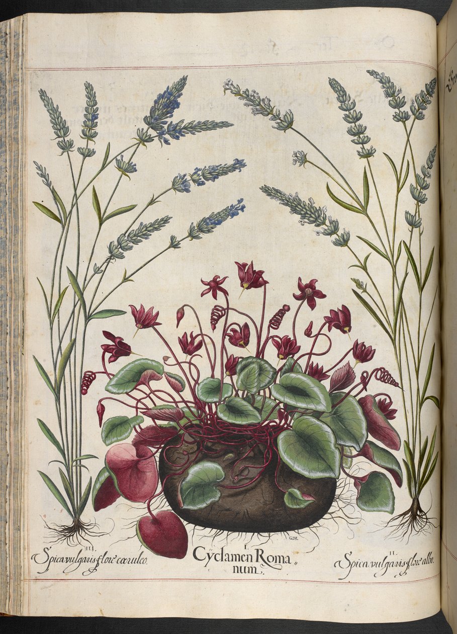 Placa 347: Cyclamen Romanum, de Hortus Eystettensis, de Basilius Besler de Basilius Besler