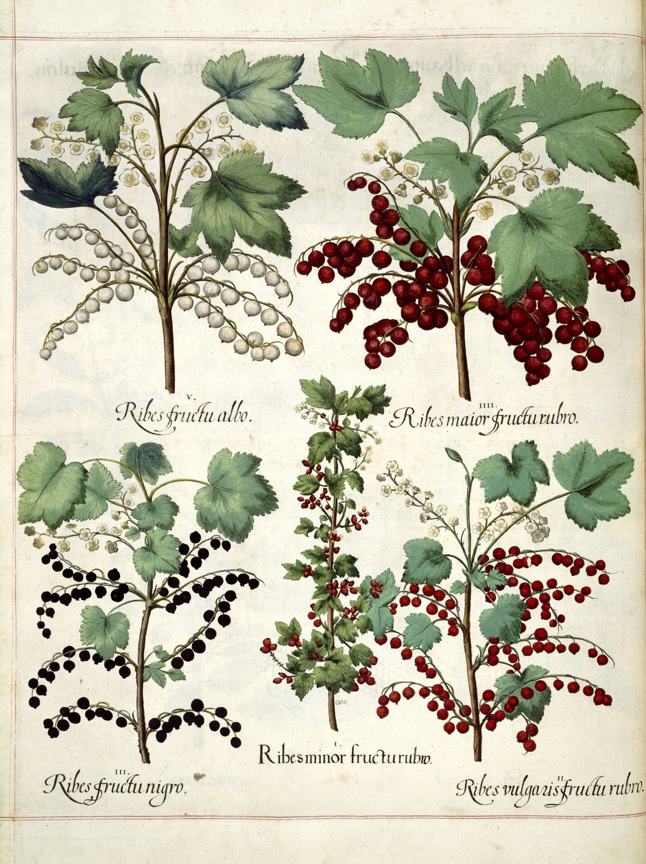 Plantas de groselha vermelha e groselha-negra, de 