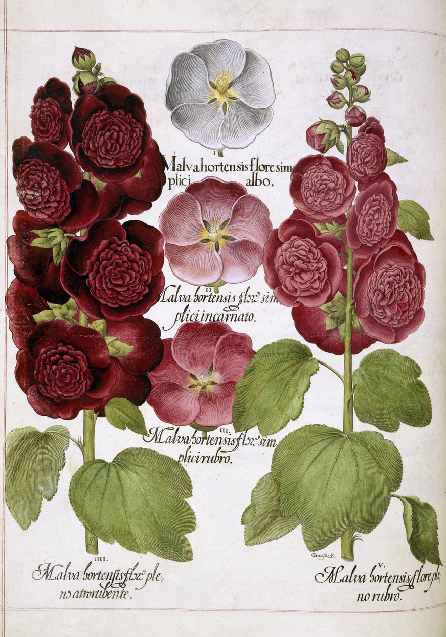 Três plantas de Basilius Besler