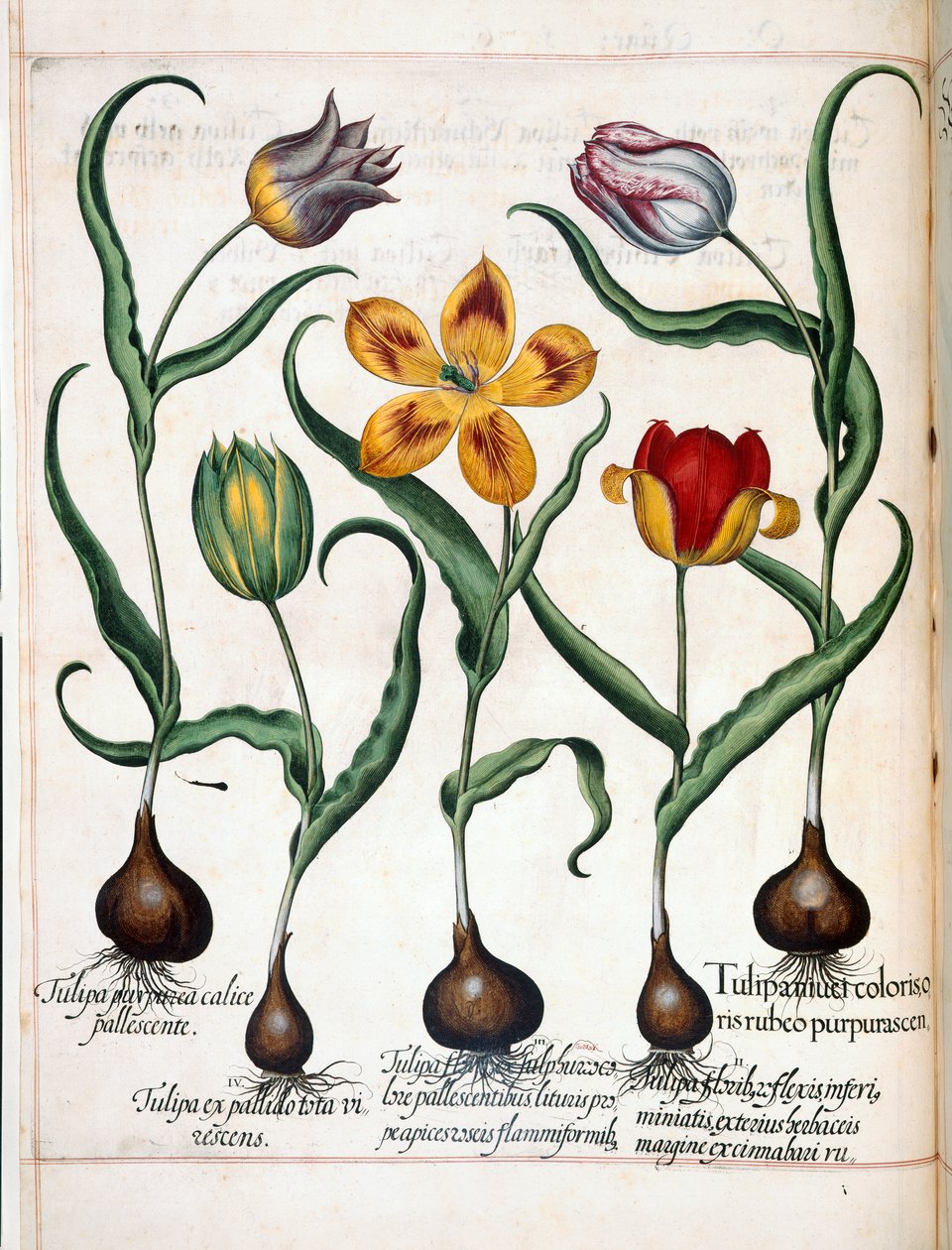 Tulipa, de 