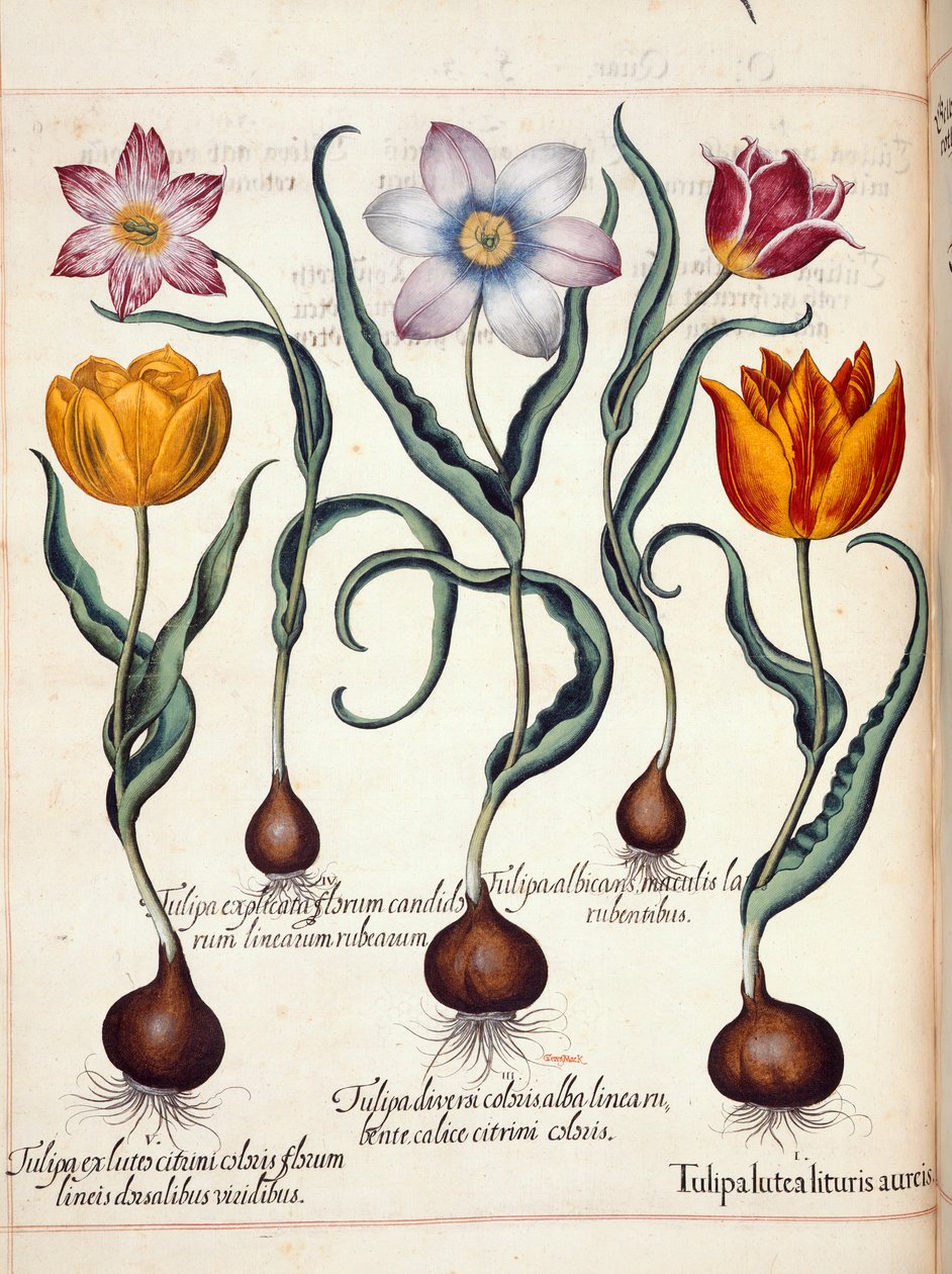 Tulipas, de 