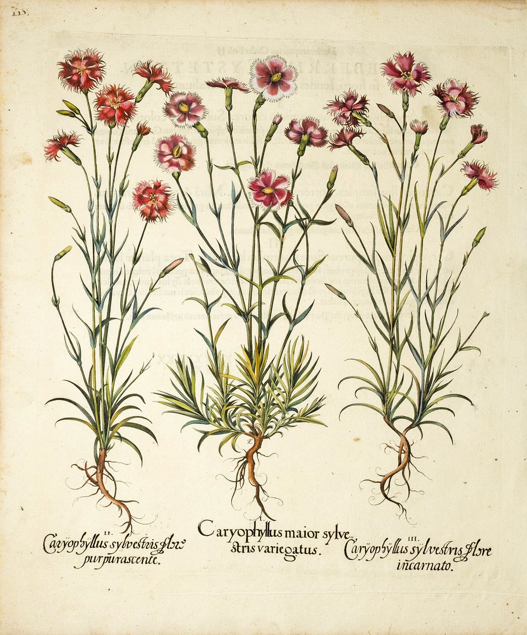 Variedades de Caryophyllus Sylvestris publicadas em Hortus Eystettensis, 1613 de Basilius Besler
