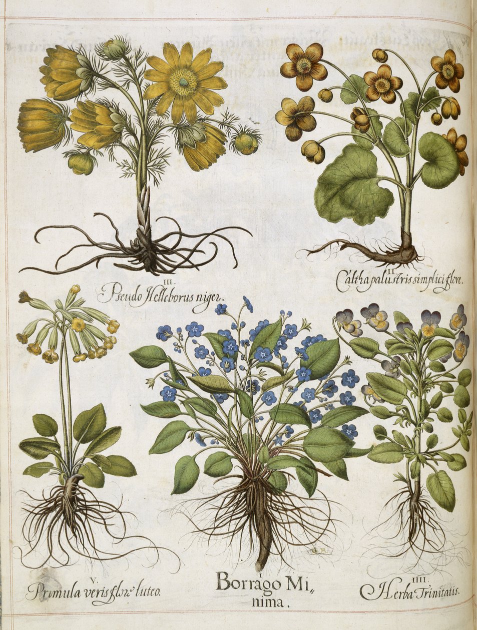 Várias plantas, de 