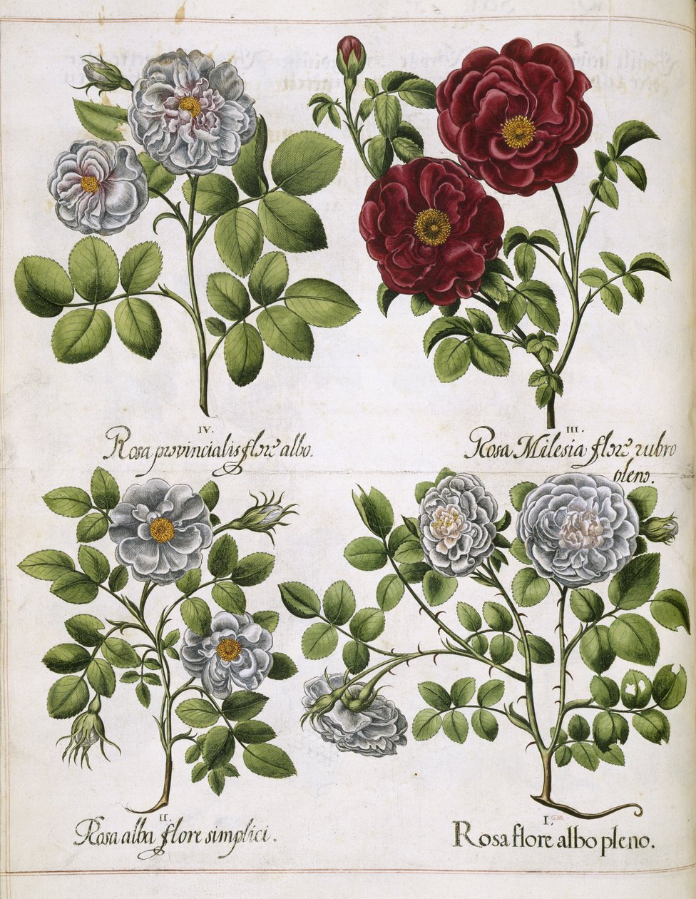 Rosa branca e vermelha, de 