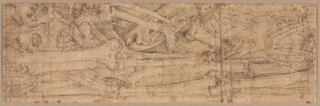 Ossos do braço, início dos anos 1540. de Battista Franco