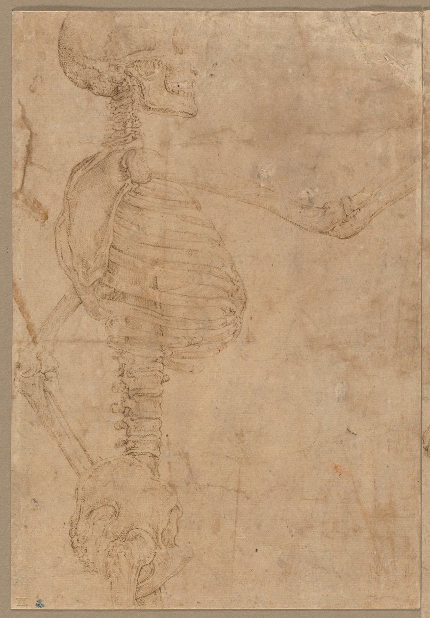 Esqueleto de meio comprimento no perfil, início dos anos 1540. de Battista Franco