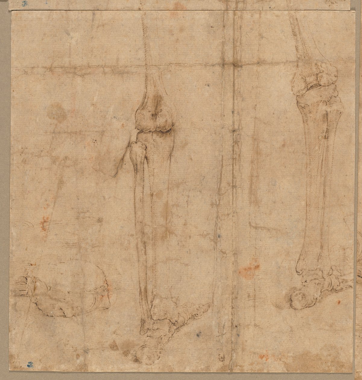 Metade inferior do esqueleto da parte de trás, início dos anos 1540. de Battista Franco