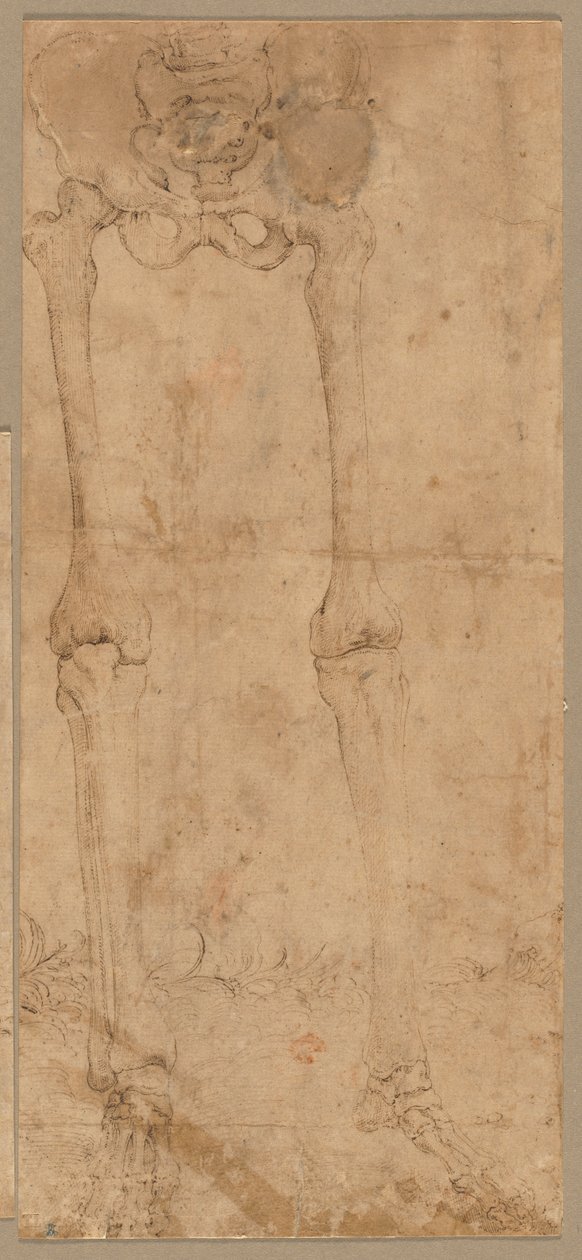 Metade inferior do esqueleto da frente, início dos anos 1540. de Battista Franco
