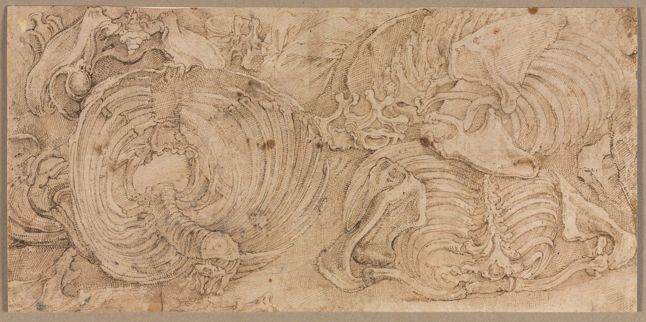 Rib Cages, início da década de 1540. de Battista Franco