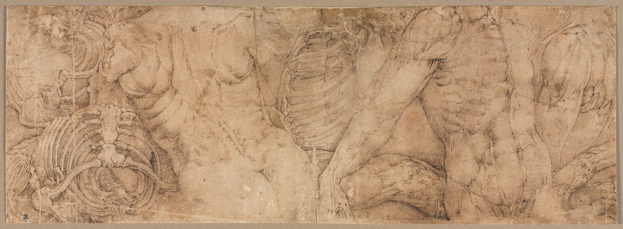 Torso com costelas, início dos anos 1540. de Battista Franco