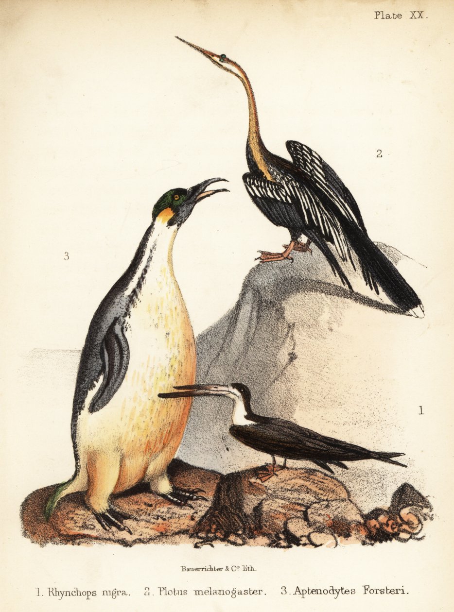 Escumadeira preta, darter oriental e pinguim imperador. 1855 (litografia) de Bauerrichter