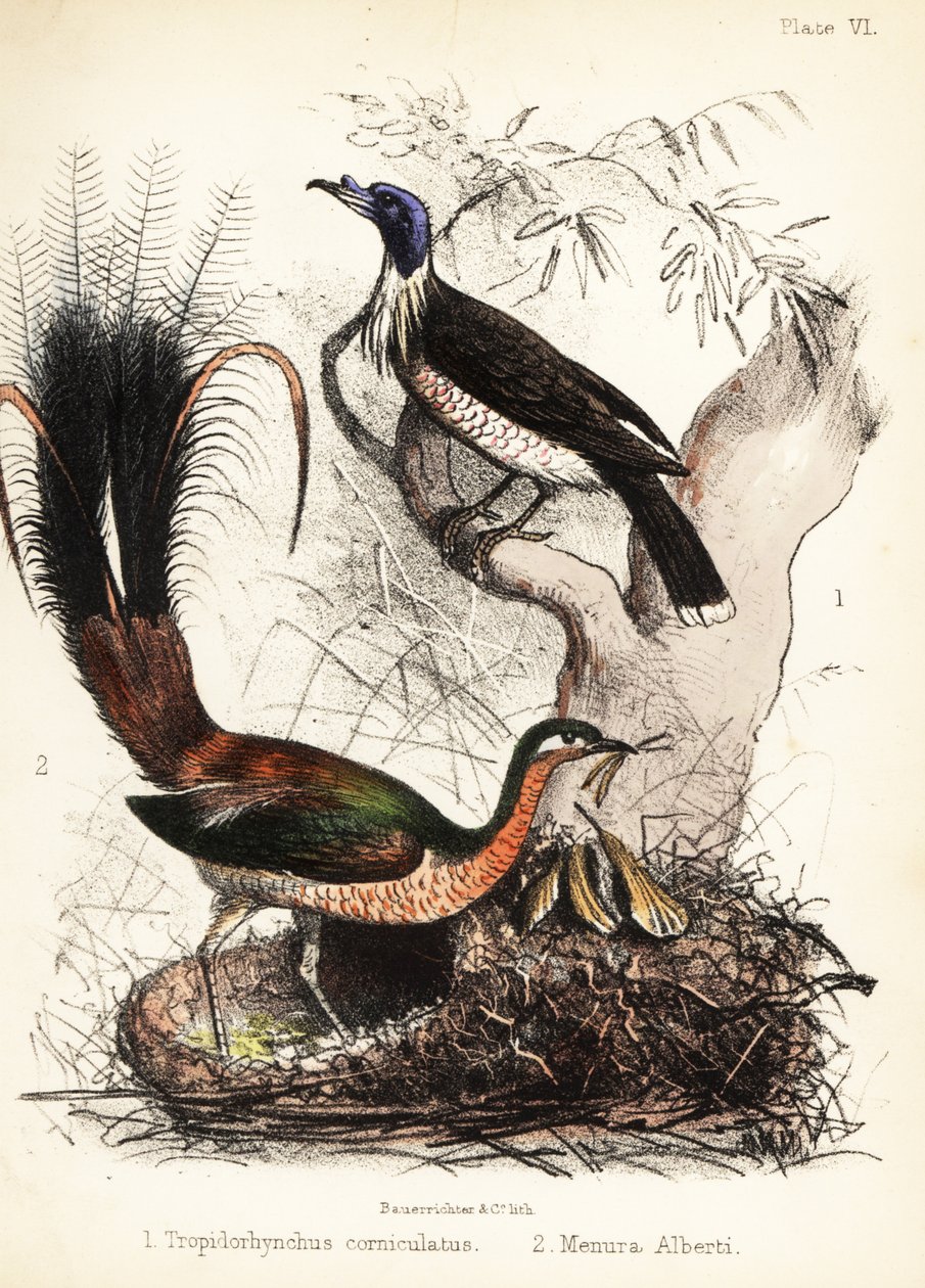 Friarbird e lirabird. 1855 (litografia) de Bauerrichter