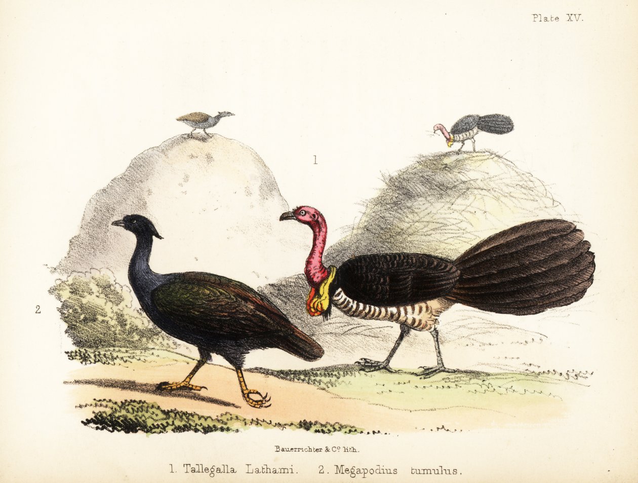 Gavela e a ave de patas cor-de-laranja. 1855 (litografia) de Bauerrichter