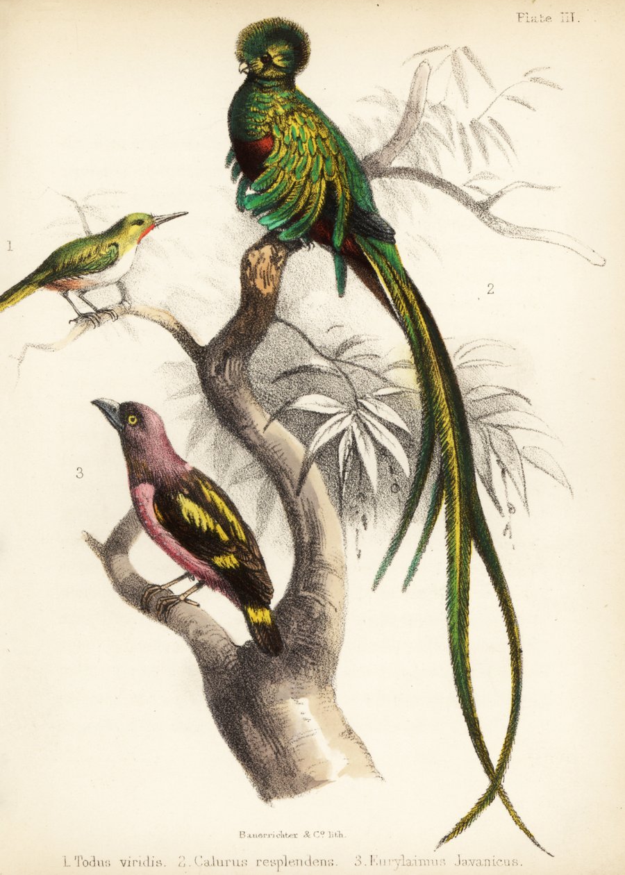Jamaican tody, respendlent quetzal e broadbill banded. 1855 (litografia) de Bauerrichter