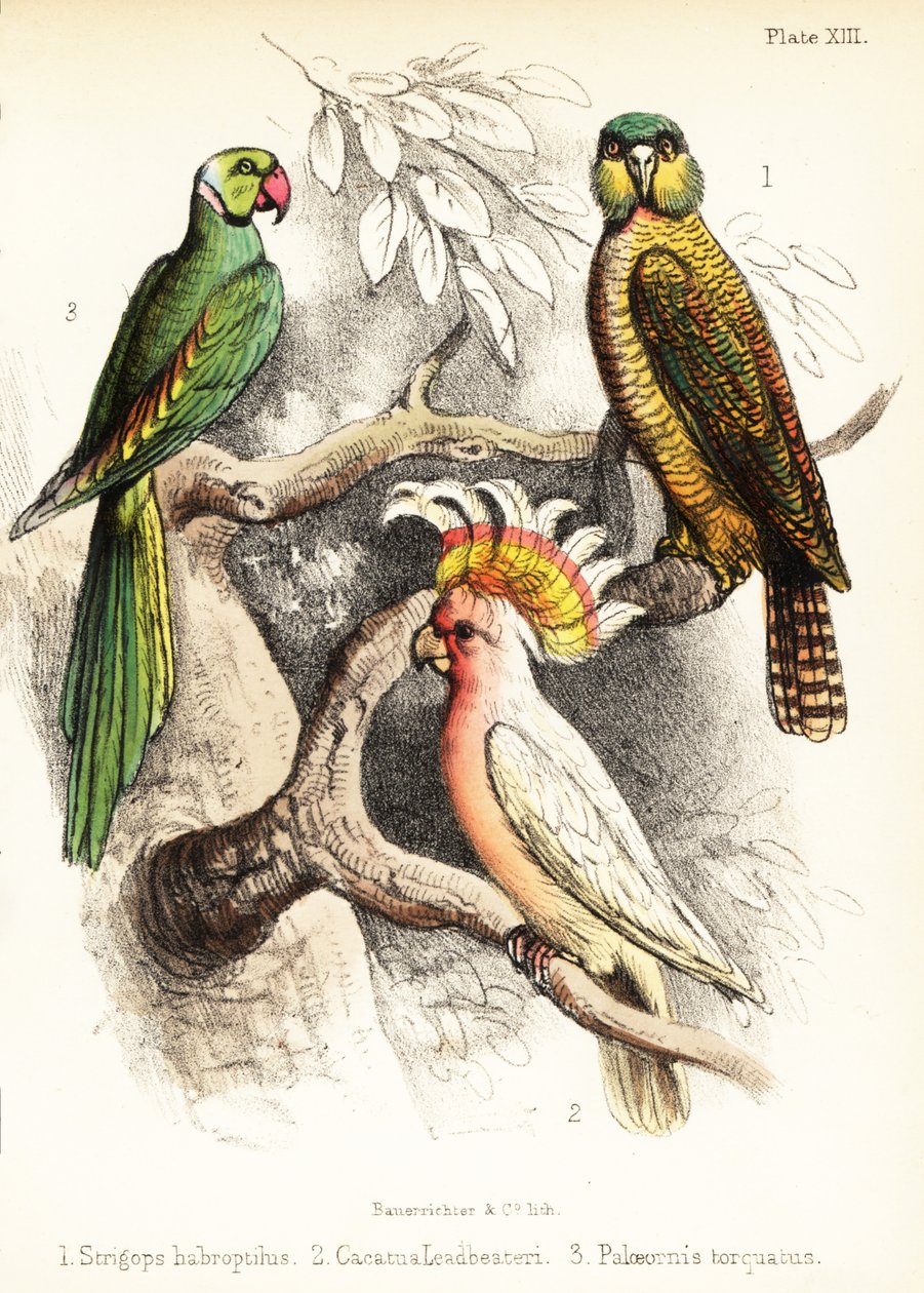 Kakapo, cacatua do Major Mitchell e periquito Alexandrino. 1855 (litografia) de Bauerrichter