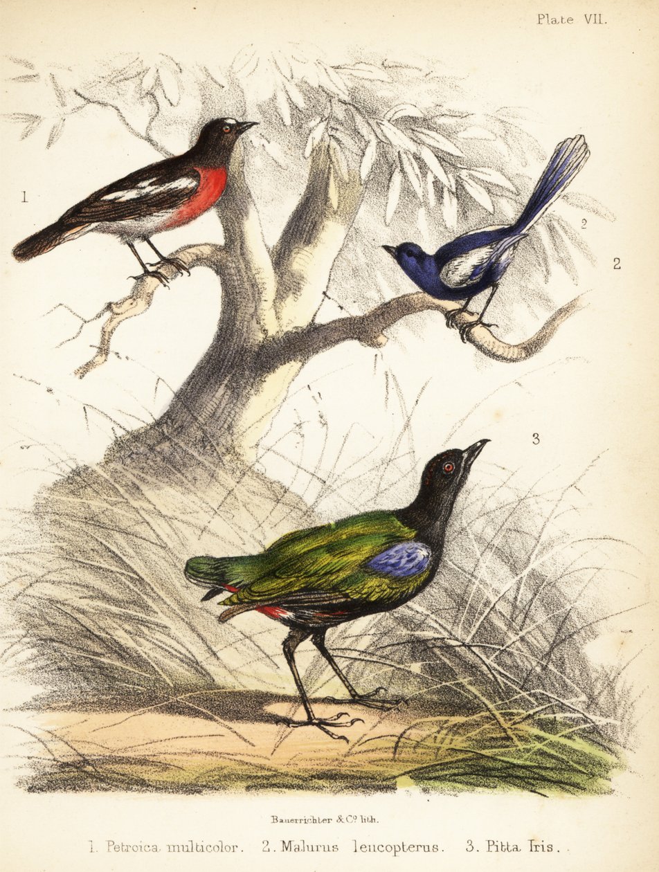 Robin do Pacífico, fadas de asas brancas e pitta do arco-íris. 1855 (litografia) de Bauerrichter