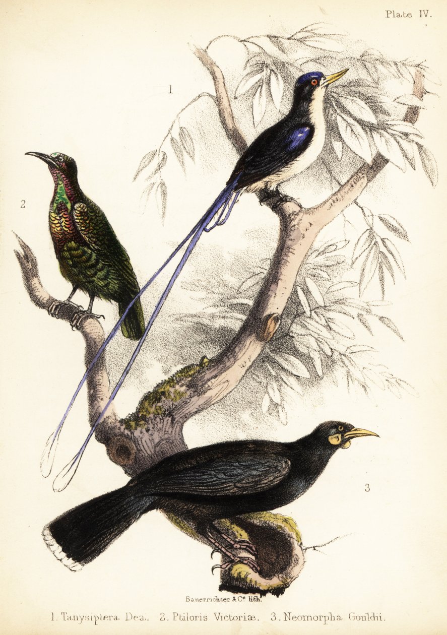 Martim-pescador do paraíso, fuzileiro de Victoria e extinta huia. 1855 (litografia) de Bauerrichter