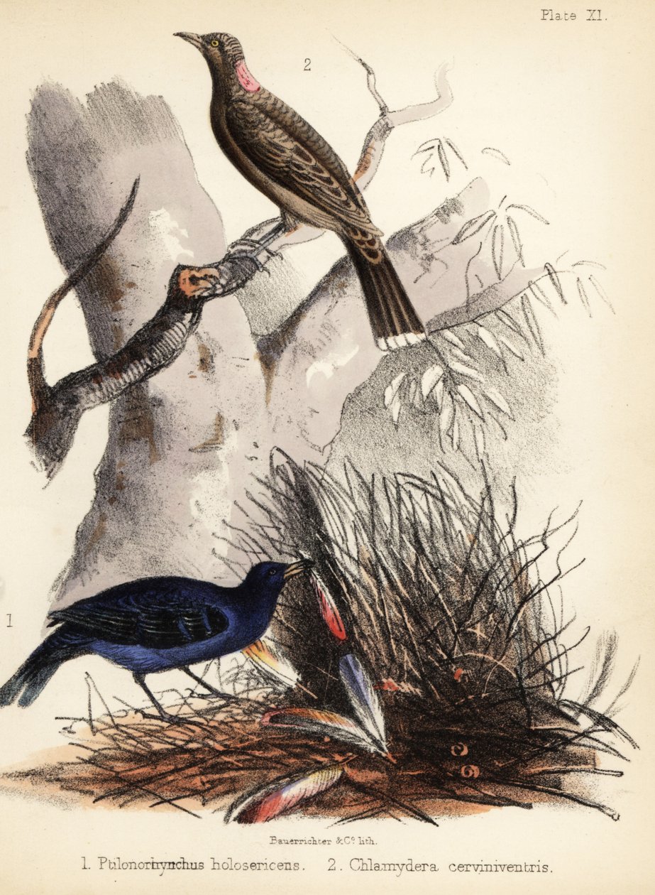 Bowerbirds de peito de cetim e castanho. 1855 (litografia) de Bauerrichter