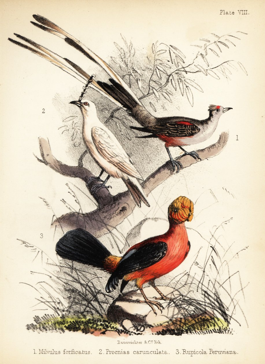 Papa-moscas de rabo de tesoura, bellbird branco e galo andino de 1855 (litografia) de Bauerrichter