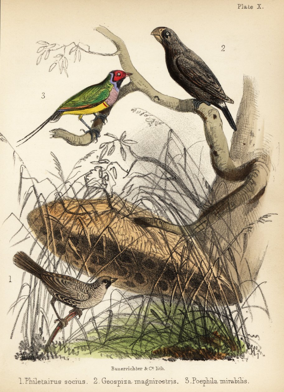 Tecelão sociável, grande tentilhão e tentilhão Gouldian. 1855 (litografia) de Bauerrichter