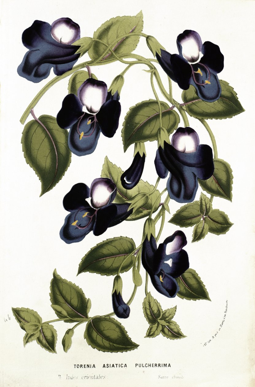 Torenia Asiatica pulcherrima, de &39;Horto Van Houtteano&39; de Louis van Houtte (1810-76) c.1860 (cromolito) de Belgian School