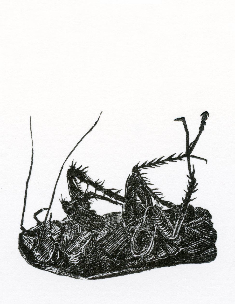 Barata morta, 2014, (gravura em madeira sobre papel) de Bella Larsson