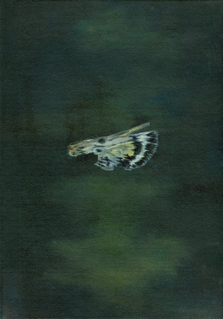 Moth Wing, 2014, de Bella Larsson